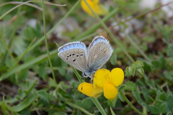 Polyommatus  thersites ?    No, Polyommatus dorylas